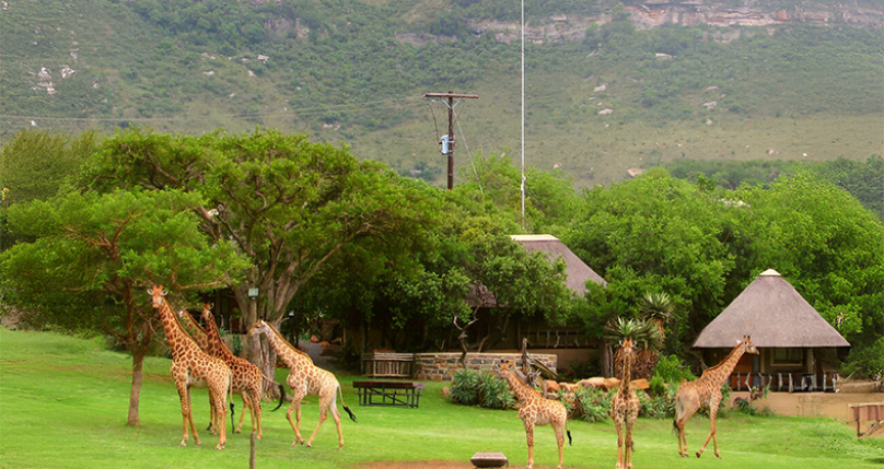 Herd of giraffe near thatched lodge with KwaZulu-Natal mountain backdrop at Aloe Africa Hunting Safaris