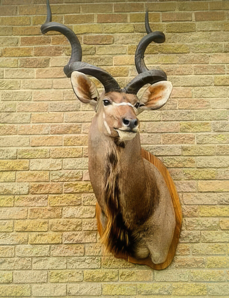 Mounted greater kudu shoulder trophy on brick wall at South African taxidermy studio