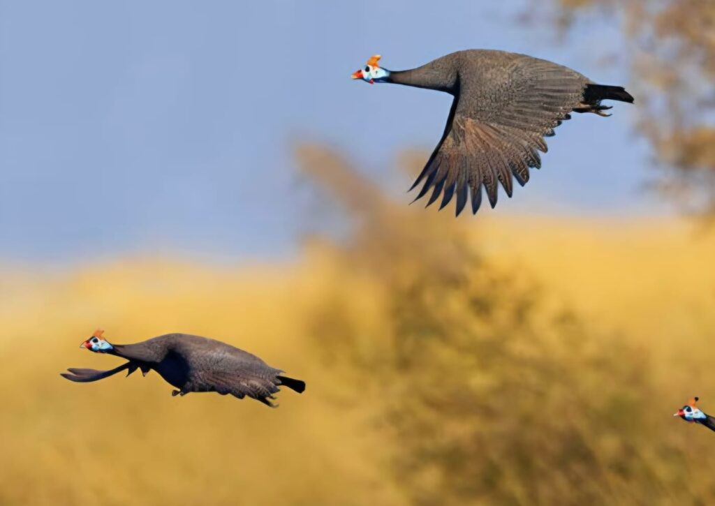 Helmeted guineafowl flushing in flight over golden South African bushveld on wing shooting safari